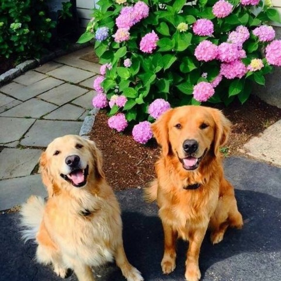 Meet your Posher, Robin - Picture 1 of 1